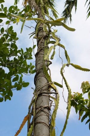 Hylocereus undatus (Haw.) Britt.  Rose - Dragon fruit の写真素材