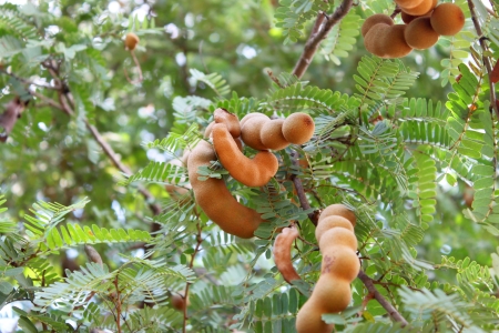 Tamarinds on treeの写真素材