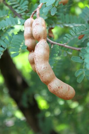 Tamarinds on treeの写真素材