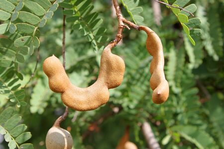 Tamarinds on treeの写真素材