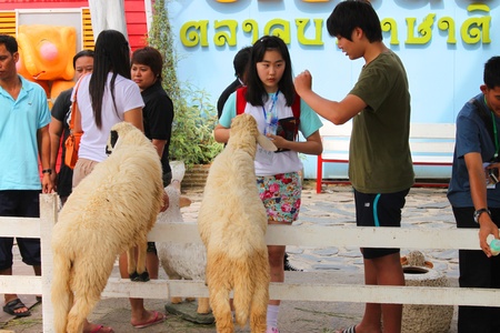 AYUTTHAYA, THAILAND - JANUARY 6 : Unidentified tourists are feeding sheeps in Ayothaya Floating Market on January 6, 2013 at Ayutthaya, Thailand.のeditorial素材