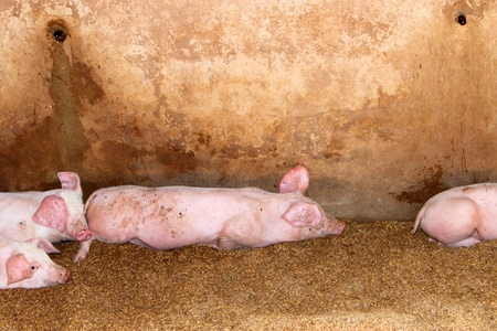 Pink pigs in sty of rural farm, Thailandの写真素材