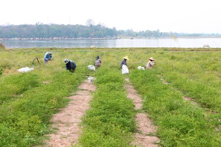 MUANG, MAHASARAKHAM - MARCH 15 : Unidentified women are working in pepper field on March 15, 2013 at Nong Wang Noi Village, Kok Koh, Muang, Mahasarakham, Thailand.のeditorial素材