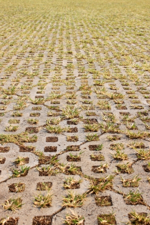 Grasses growing between floor paving block stonesの写真素材