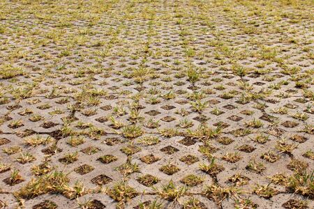 Grasses growing between floor paving block stonesの写真素材