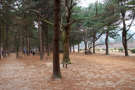 NAMINARA REPUBLIC, KOREA - NOVEMBER 26 : Unidentified tourists are visiting to winter garden and attraction places on November 26, 2011 at Nami island, Naminara Republic, Korea.のeditorial素材