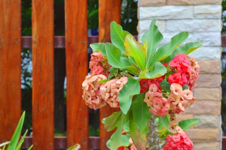 Euphorbia Milii or crown of thorns flowersの写真素材
