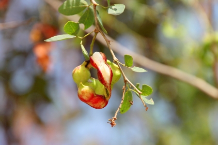 Fresh and ripe Manila tamarind on treeの写真素材