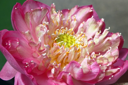 close up of Thai auspicious lotus flowerの写真素材