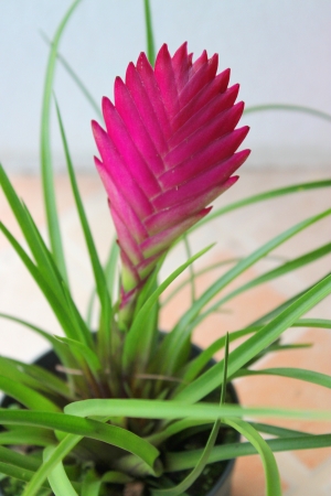 The bromeliads ornamental plant in tropical gardenの写真素材