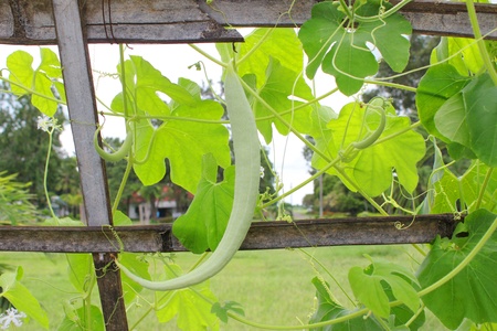 Luffa acutangula  L   Roxb  hanging in plant nursery bamboo domeの写真素材