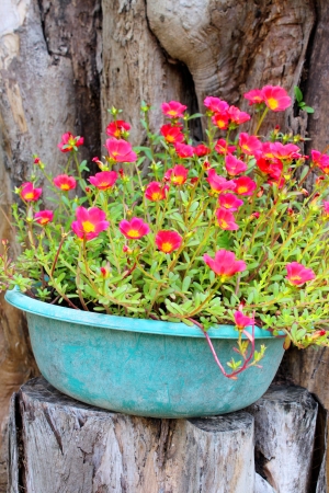 purslane flowers in plastic pot laying for exterior decorationの写真素材
