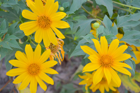 Mexican Sunflower Weed or Tithonia diversifolia  Hemsl   A  Gray の写真素材