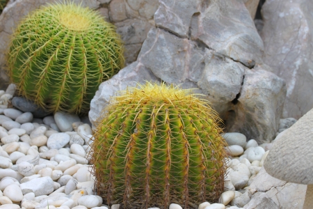 cactus in stone garden decoration