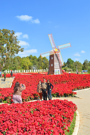 PHU RUA, LOEI - DECEMBER 20   Tourists visit the most famous poinsettia garden on December 20, 2013 in Phu Rua, Loei, Thailand のeditorial素材