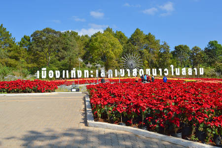 PHU RUA, LOEI - DECEMBER 20   Tourists visit the most famous poinsettia garden on December 20, 2013 in Phu Rua, Loei, Thailand のeditorial素材