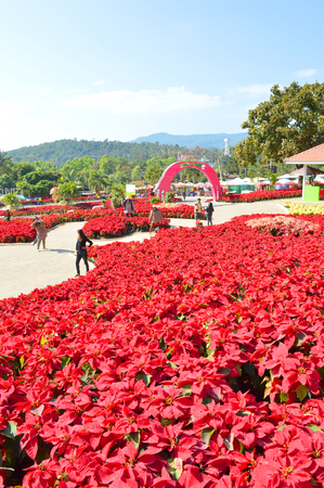 PHU RUA, LOEI - DECEMBER 20   Tourists visit the most famous poinsettia garden on December 20, 2013 in Phu Rua, Loei, Thailand のeditorial素材
