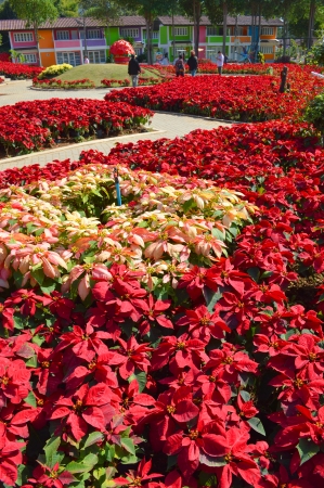 PHU RUA, LOEI - DECEMBER 20   Tourists visit the most famous poinsettia garden on December 20, 2013 in Phu Rua, Loei, Thailand のeditorial素材