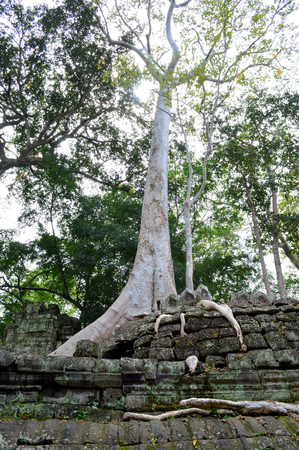 The Ta Prohm ancient temples being reclaimed by surround big trees jungleの写真素材