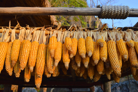 Sweetcorn hung up for drying at space under a Thai house の写真素材