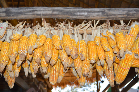 Sweetcorn hung up for drying at space under a Thai houseの写真素材