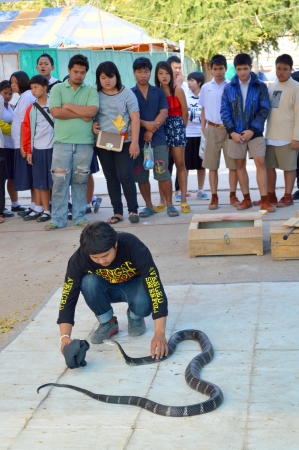 MAHASARAKHAM, THAILAND - JANUARY 29   Snake charmer is playing with king cobra snake at red cross...