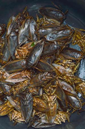 Giant Water Bugs in black plastic bowlの写真素材
