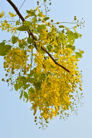 Golden shower, Indian laburnum, Pudding-pine tree, Purging Cassia or Cassia fistula Linn の写真素材
