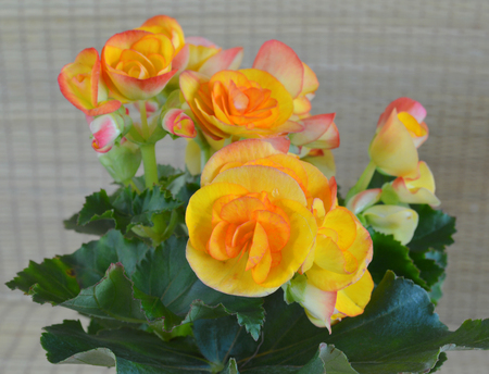 beautiful Begonia flowers の写真素材