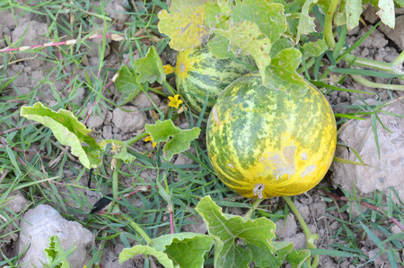 green melonの写真素材