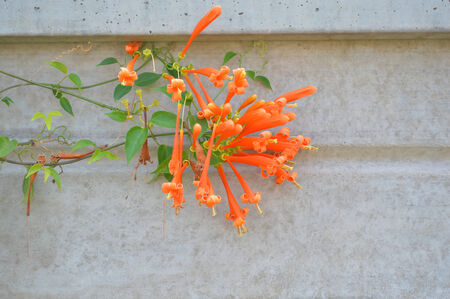 Orange trumpet ornamental flowers on concrete wallの写真素材
