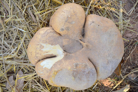 Jicama or Yam-Bean underground stemの写真素材