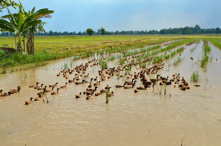 A free range duck farm and cultivation in northeastern of Thailandの写真素材