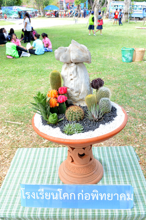 MAHASARAKHAM - NOVEMBER 20   Tray garden is on displayed at city hall plaza public activities zone on November 20, 2013 in Mahasarakham, Thailand   のeditorial素材