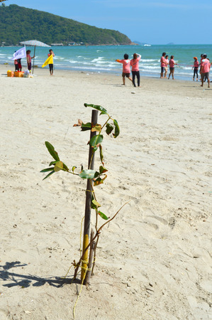 RAYONG - SEPTEMBER 20 : Group of students are playing games on Mae Ram Pung beach and lonely tree on September 20, 2014 in Rayong, Thailand. This place is the most heavily haunted beach in east sea of Thailand.のeditorial素材