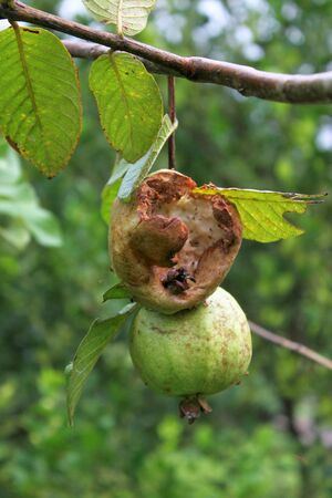 rotten guava on tree in fruit gardenの写真素材