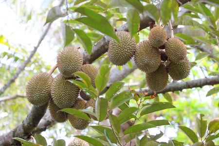 durian trees garden in East of Thailand