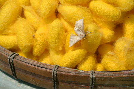 silkworm cocoons and mothの写真素材