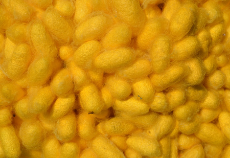 silkworm cocoons