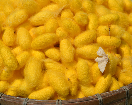 silkworm cocoons and mothの写真素材