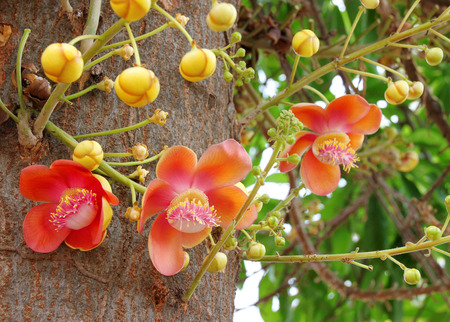 cannon ball flower