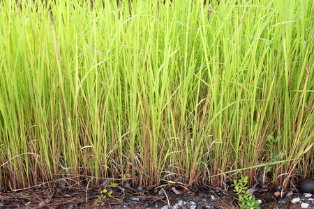 Vetiveria zizanioides or vetiver grass or thatch or cogon grassの写真素材