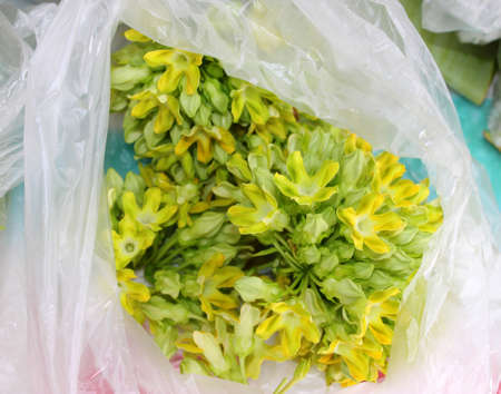 Telosma minor Craib flower in plastic bagの写真素材