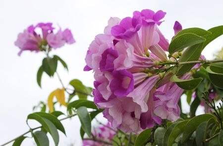 ornamental purple flowersの写真素材