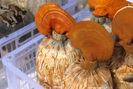 lingzhi mushroom or reishi mushroomの写真素材