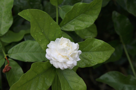 jasmine flowerの写真素材