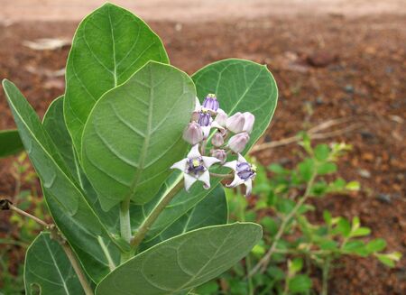 ornamental Calotropis gigantea Linn. R.Br.ex Ait. flowers in gardenの写真素材