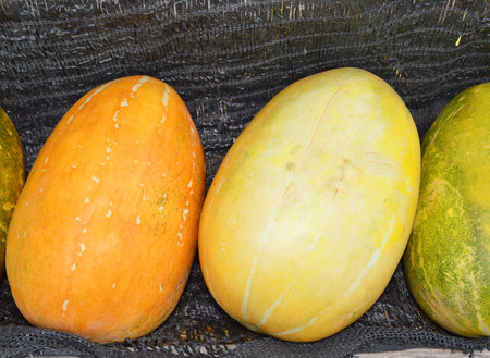 pile of melon and cantaloupe at organic fruit market in Thailandの写真素材