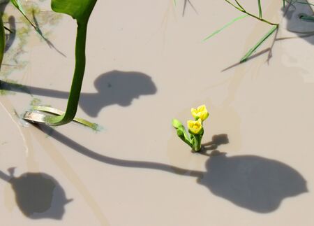 Limnocharis flava Buch. water plantの写真素材