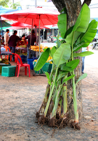 PAYAKKAPHUMPHISAI, MAHASARAKHAM - SEPTEMBER 2 : Banana trees are prepared for retail sale in local fruits market on September 2, 2015 in Payakkaphumphisai, Mahasarakham, Thailand.のeditorial素材